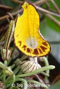 Aristolochia peruviana, Aristolochia

Click to see full-size image