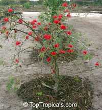 Calliandra tweedii With Love - Red Tassel 
Flower