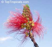 Calliandra calothyrsus, Cabello de Angel (Angels Hair), Barbe Sol (The Suns Beard), Red Calliandra, Powderpuff

Click to see full-size image