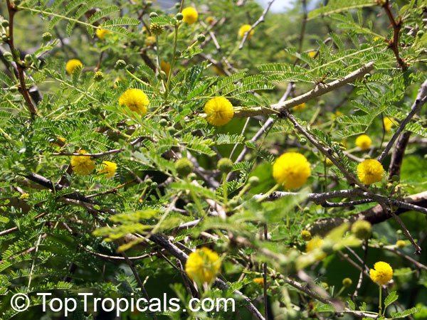 Vachellia tortuosa, Acacia tortuosa, Mimosa tortuosa, Twisted Acacia, Huisachillo