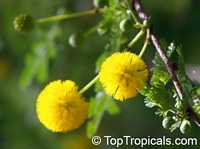 Vachellia tortuosa, Acacia tortuosa, Mimosa tortuosa, Twisted Acacia, Huisachillo

Click to see full-size image