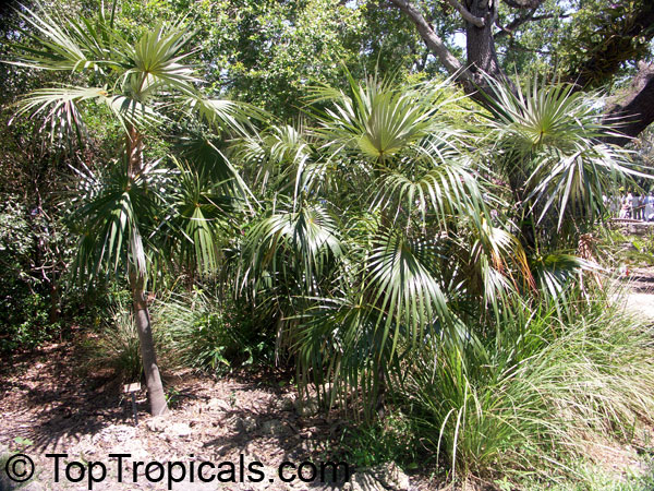 Coccothrinax argentata, Coccothrinax garberi, Coccothrinax jucunda, Florida Silver Thatch Palm