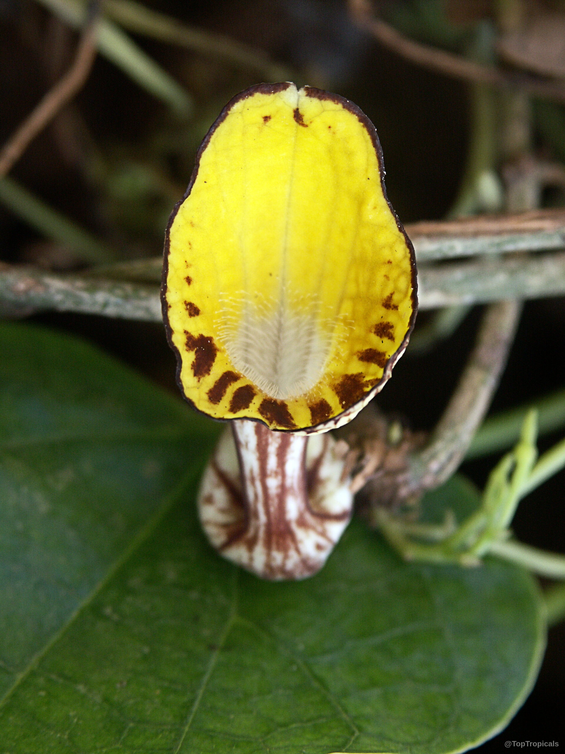 Aristolochia peruviana (Aristolochia) yellow flower with brown spots and a distinct dark petal edge Aristolochia peruviana (Aristolochia) yellow flower close up with brown spots and dark edges