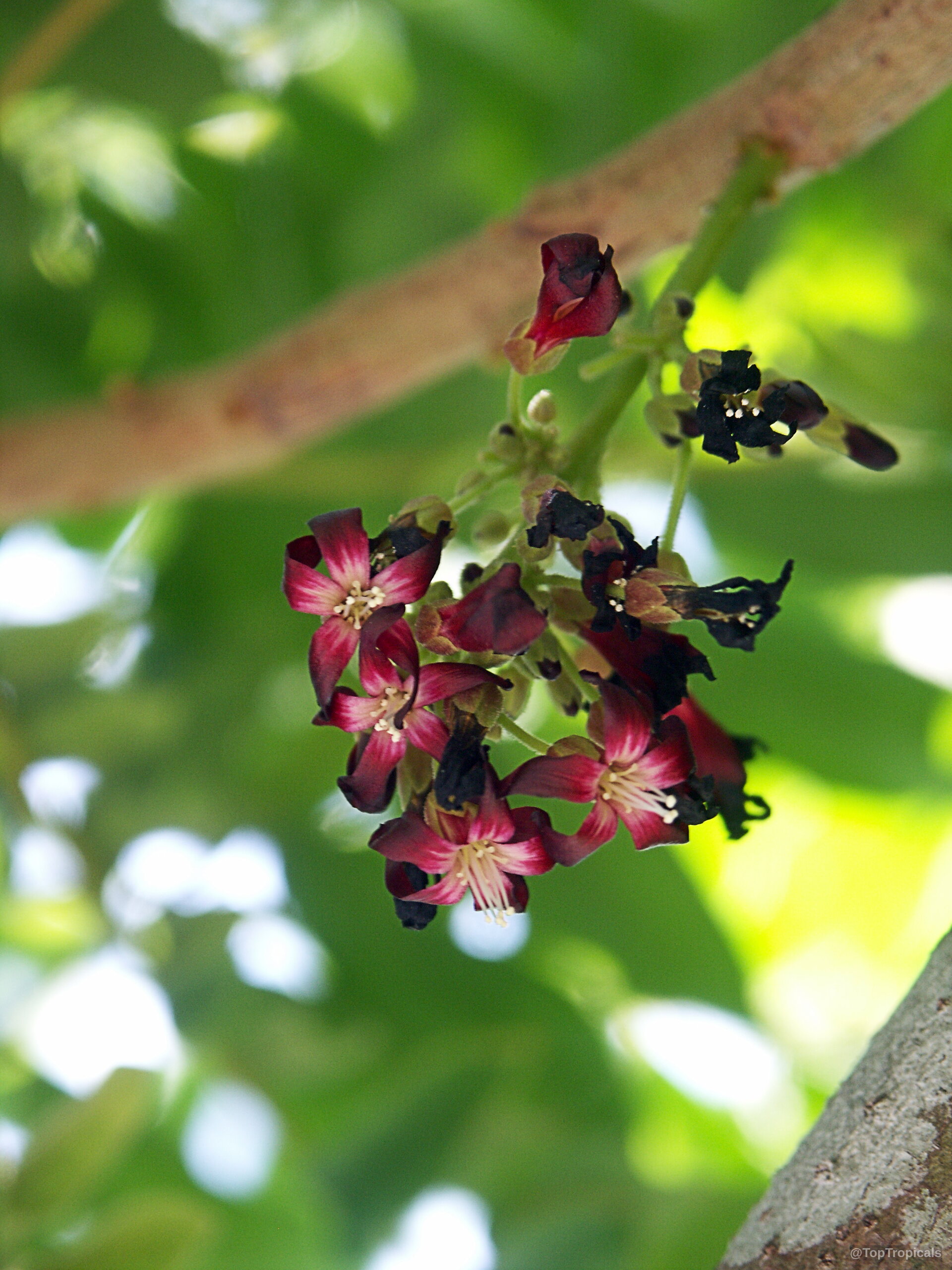Averrhoa bilimbi (Bilimbi) cluster of small maroon flowers attached to a thin woody branch. Averrhoa bilimbi (Bilimbi) with deep maroon flower clusters in a close up plant view.
