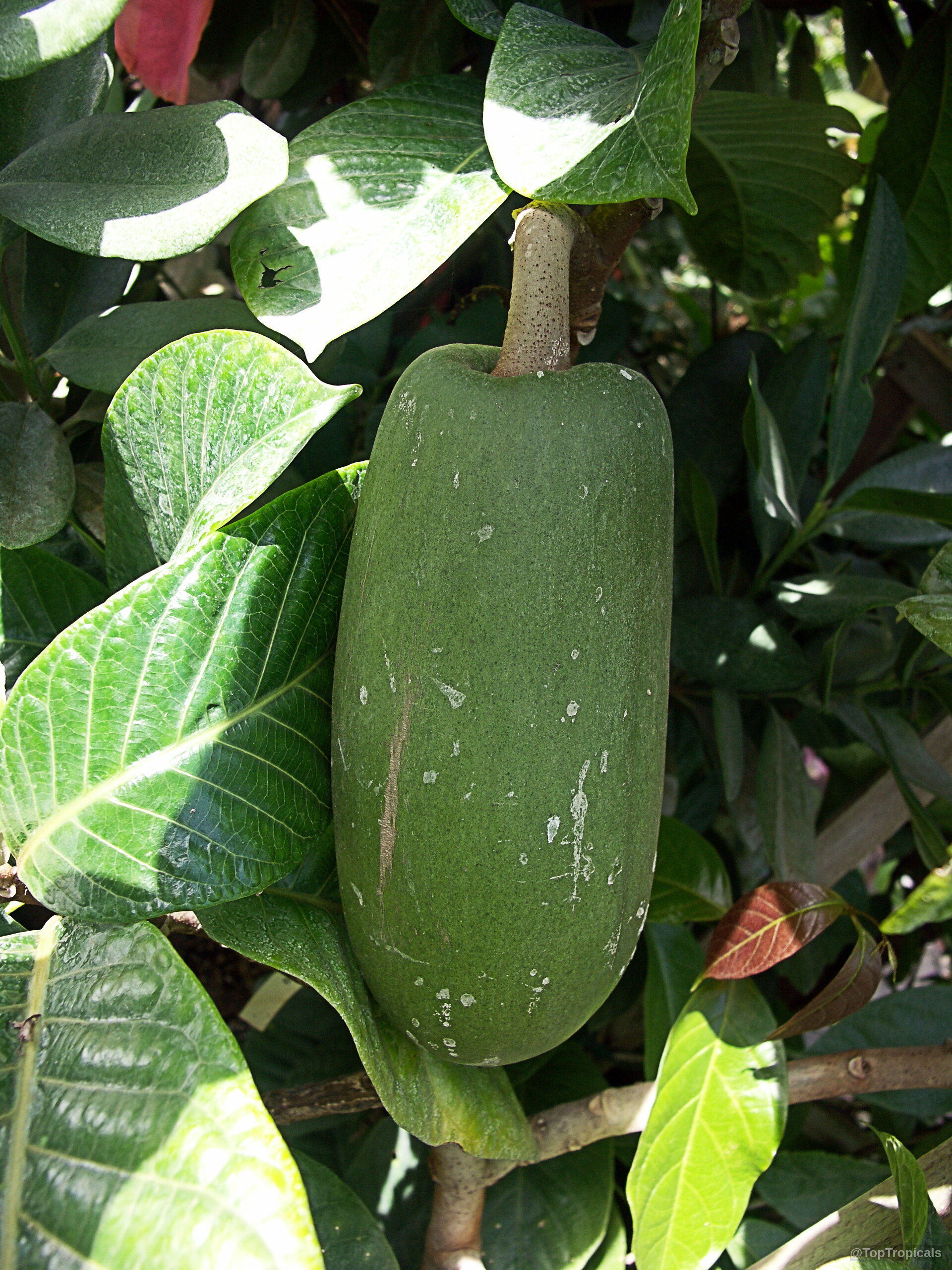 Beaumontia grandiflora (Easter Lily Vine) green fruit hanging from a stem amidst many thick leaves. Beaumontia grandiflora (Easter Lily Vine) green oblong fruit hanging among glossy thick oval leaves.