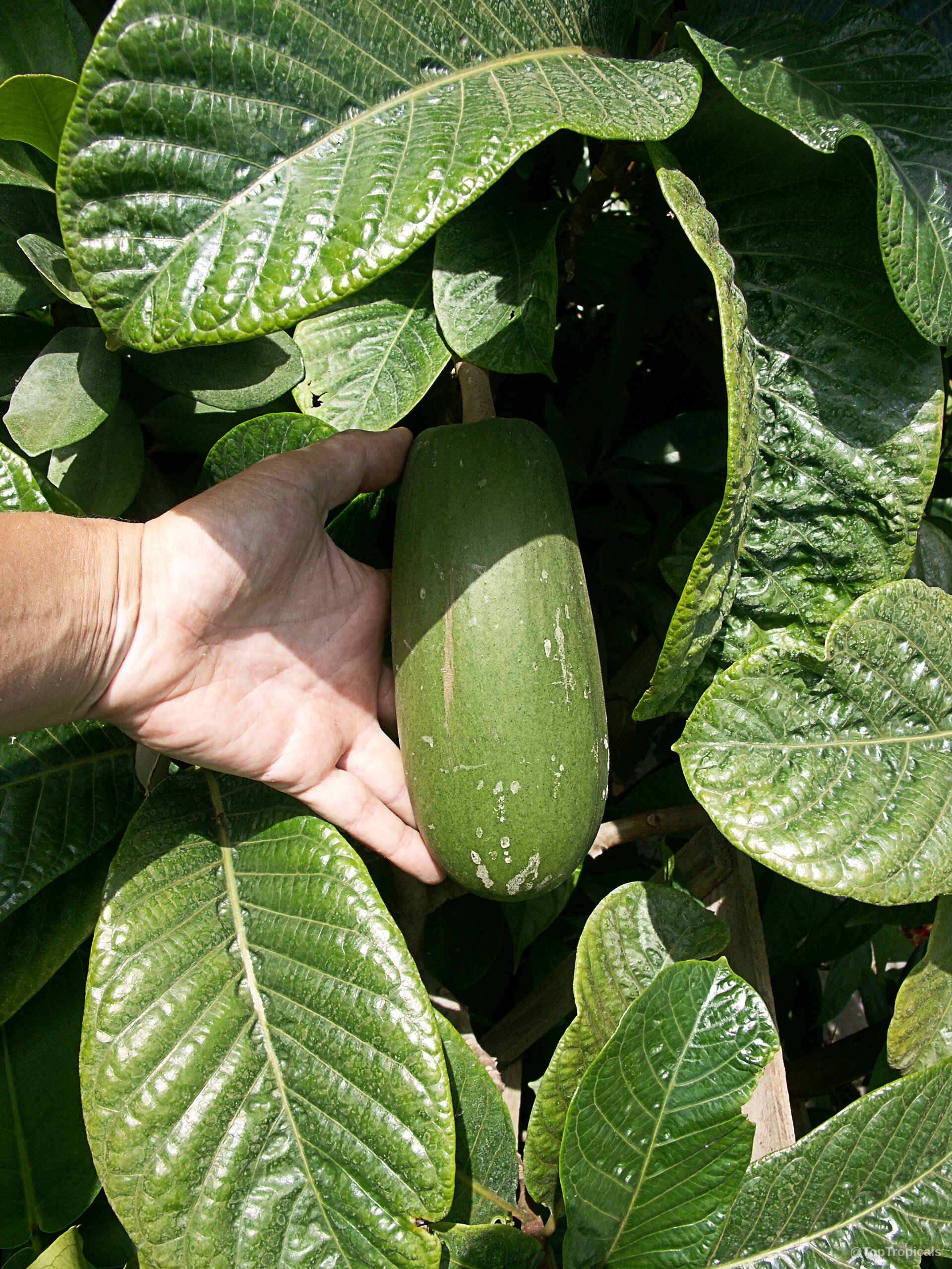 Beaumontia grandiflora (Easter Lily Vine) fruit being held next to wide, textured green leaves. Beaumontia grandiflora (Easter Lily Vine) large green fruit held in a human hand close up.