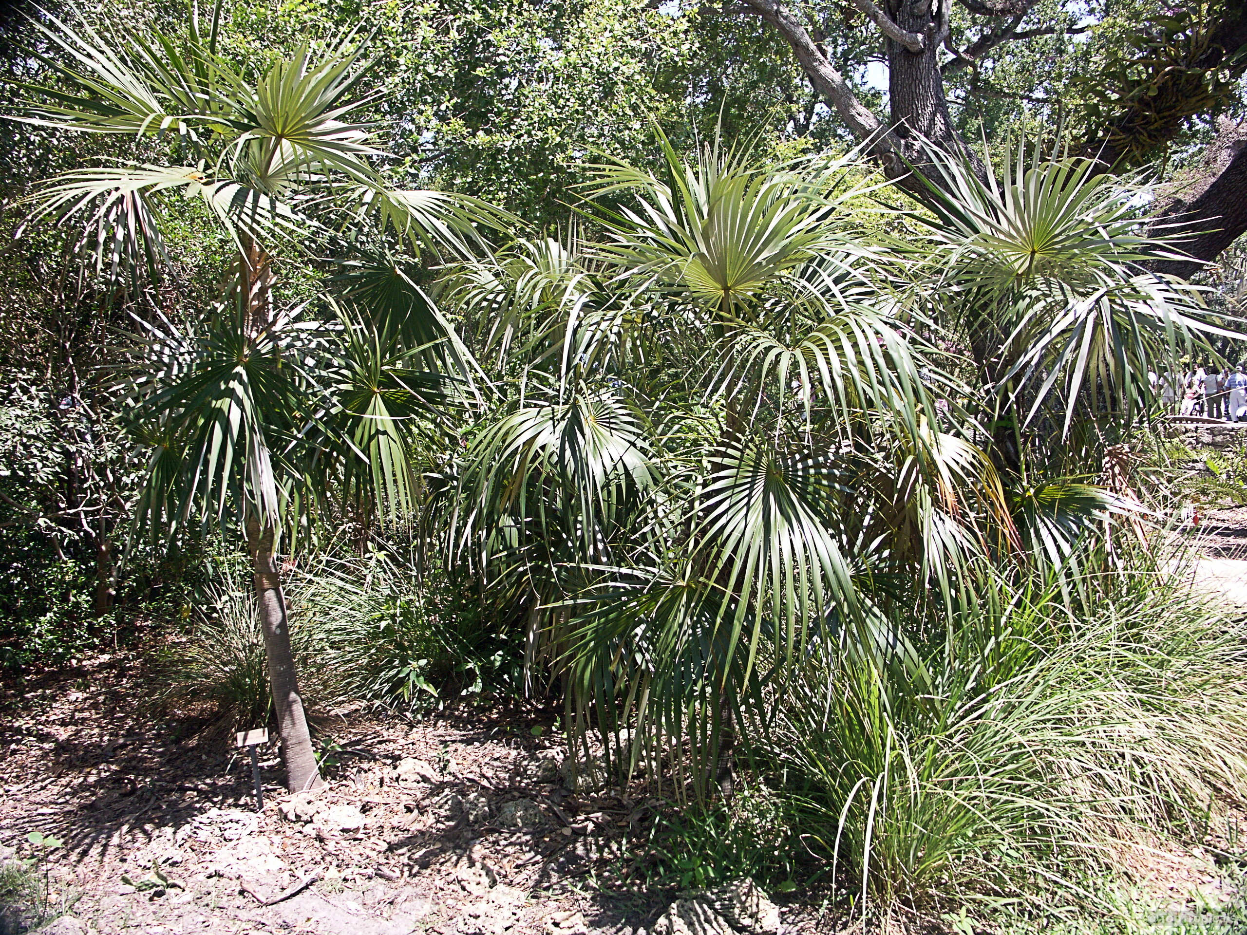 Coccothrinax argentata (Florida Silver Thatch Palm) with slender stems and wide, fan-shaped silver green palm leaves. Coccothrinax argentata (Florida Silver Thatch Palm) with silver green fan leaves on a slender palm tree.