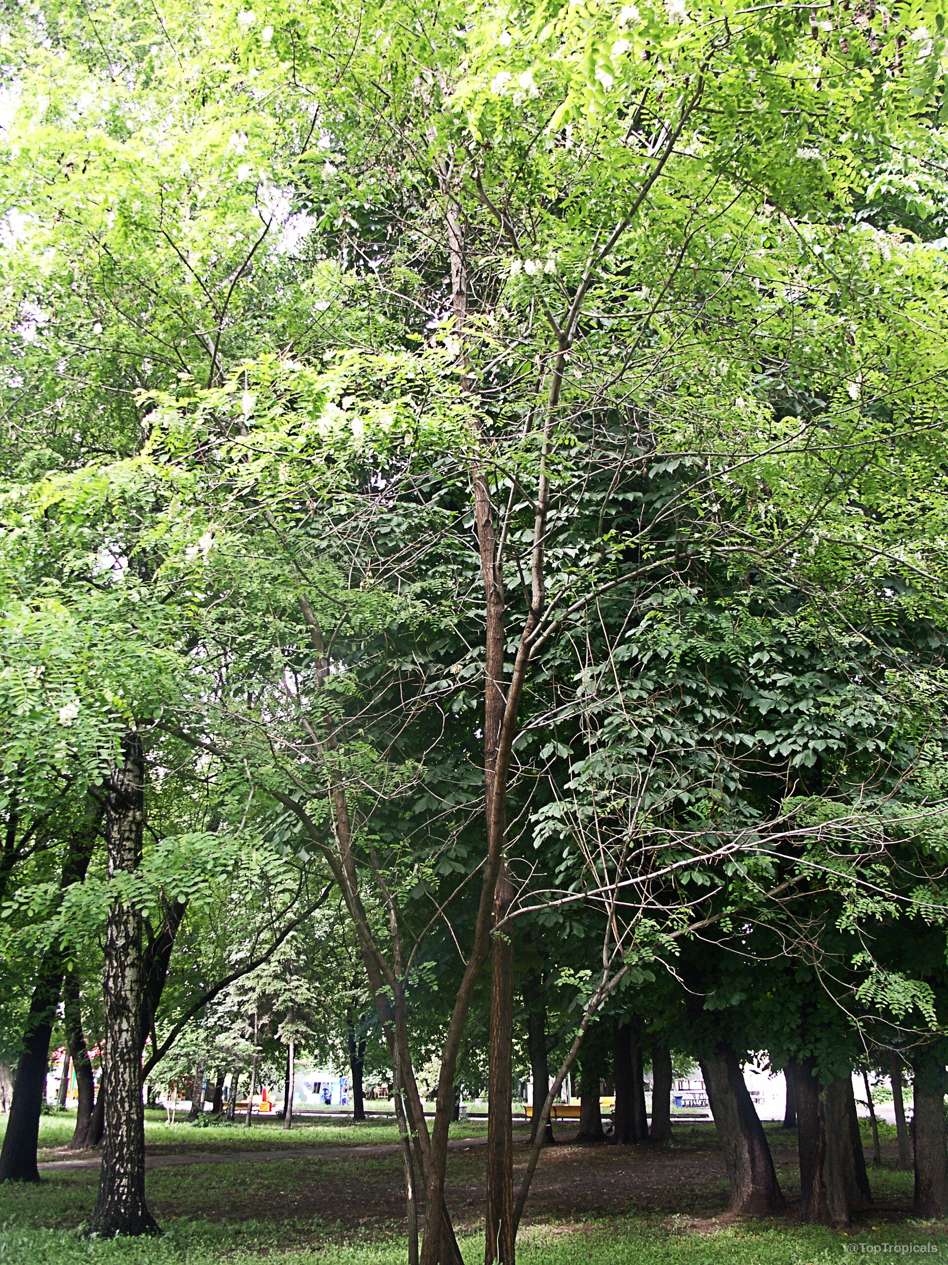 Robinia sp. (Locust) tree with light green leaves and a thin trunk standing tall. Robinia sp. (Locust) green tree with many thin branches and delicate foliage reaching upward.
