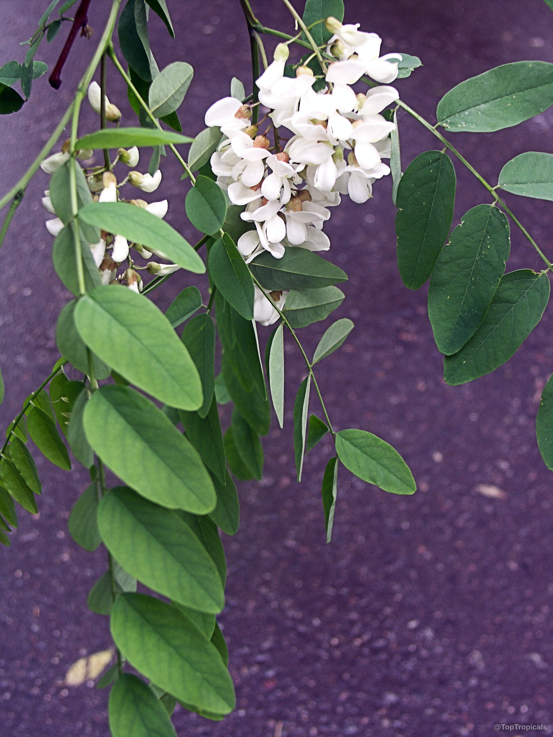 Robinia sp. (Locust) white flower clusters dangling from stems with small green leaves Robinia sp. (Locust) white flower clusters on green leaves close up