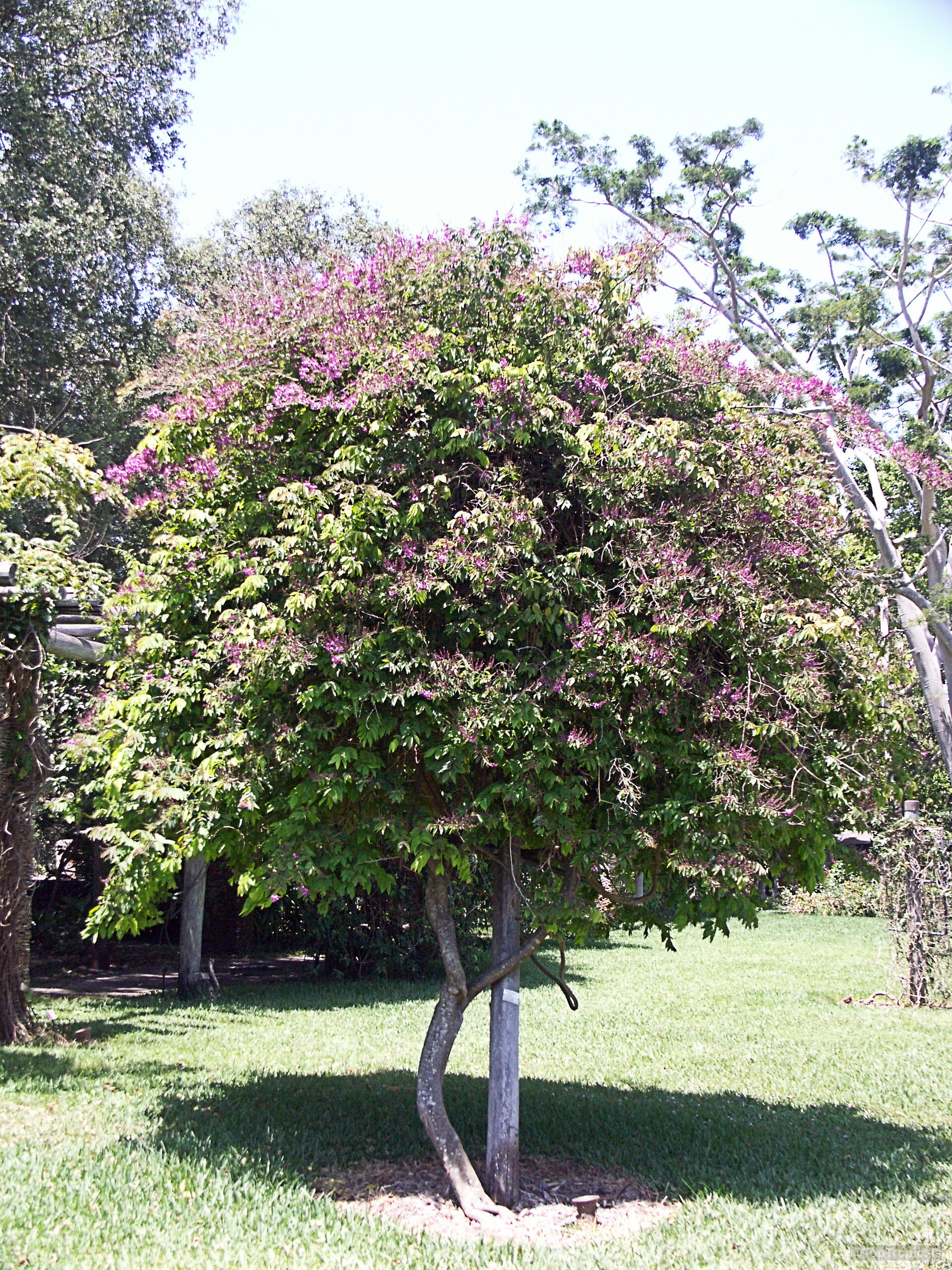 Securidaca diversifolia (Easter Flower) growing as a rounded tree with purple flowers among green foliage. Securidaca diversifolia (Easter Flower) with purple flowers covering the dense green rounded tree canopy.