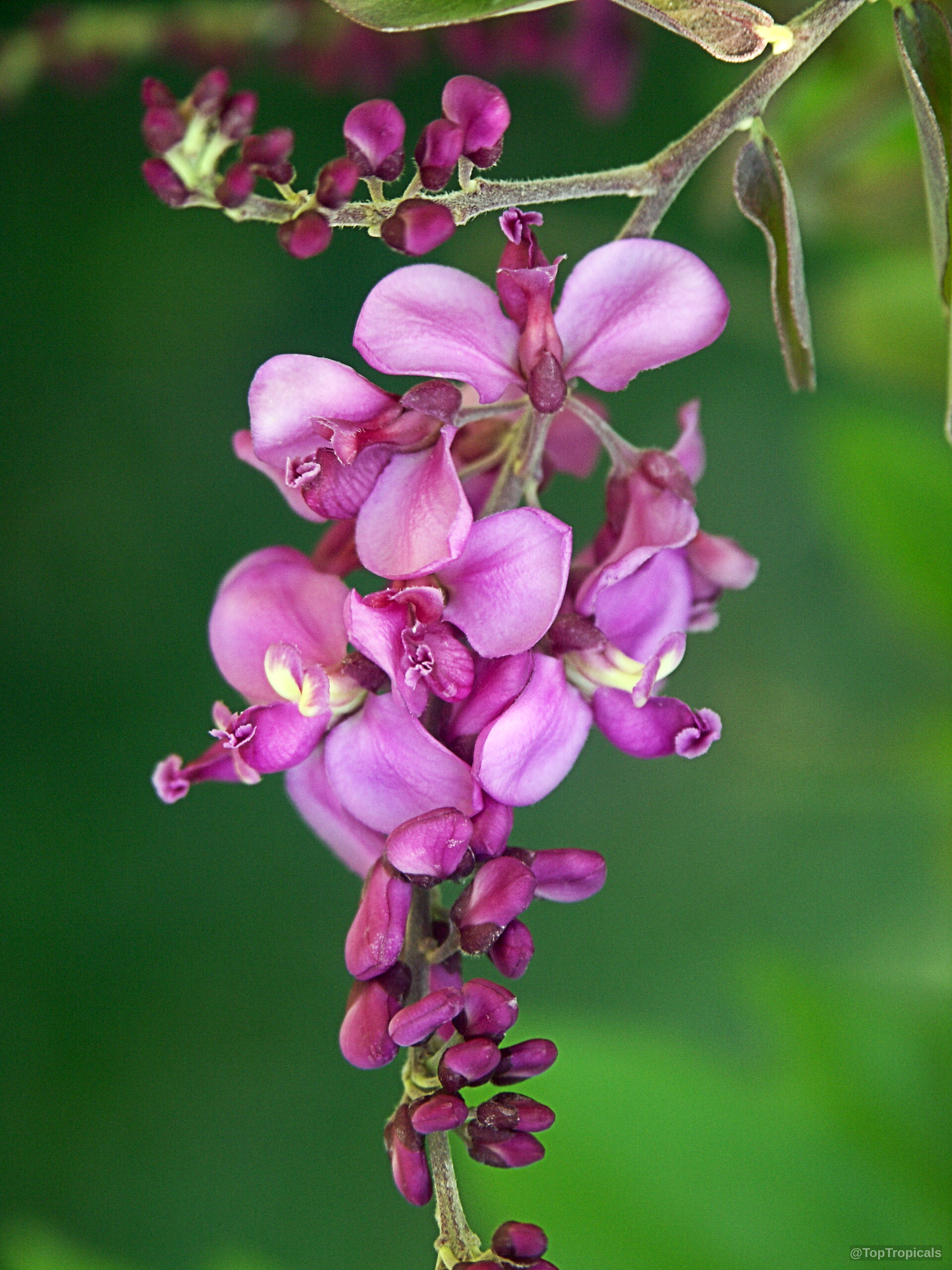 Securidaca diversifolia (Easter Flower) with small purple flower clusters hanging from a slender branch. Securidaca diversifolia (Easter Flower) with small purple flower clusters in a close up view.
