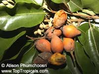 Mimusops elengi (Испанская вишня) - растение