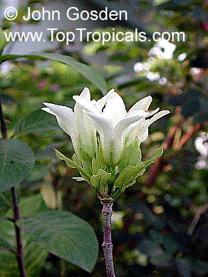 Gardenia hydrophila, Kailarsenia hygrophila, Mok Luang, Candlestick plant