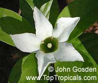 Gardenia hydrophila, Kailarsenia hygrophila, Mok Luang, Candlestick plant

Click to see full-size image