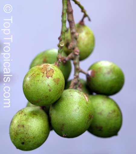 Melicoccus bijugatus, Melicocca bijuga, Spanish Lime, Genip, Mamoncillo, Quenepa, Limoncillo