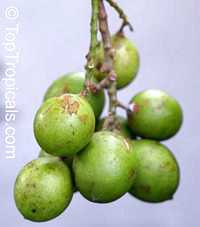 Melicoccus bijugatus, Melicocca bijuga, Spanish Lime, Genip, Mamoncillo, Quenepa, Limoncillo

Click to see full-size image