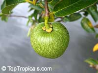 Annona glabra, Pond Apple, Alligator Apple, Monkey Apple

Click to see full-size image