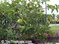Annona glabra, Pond Apple, Alligator Apple, Monkey Apple