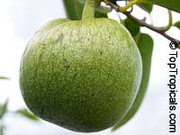 Annona glabra, Pond Apple, Alligator Apple, Monkey Apple
