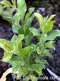 Combretum apiculatum, Red Bushwillow