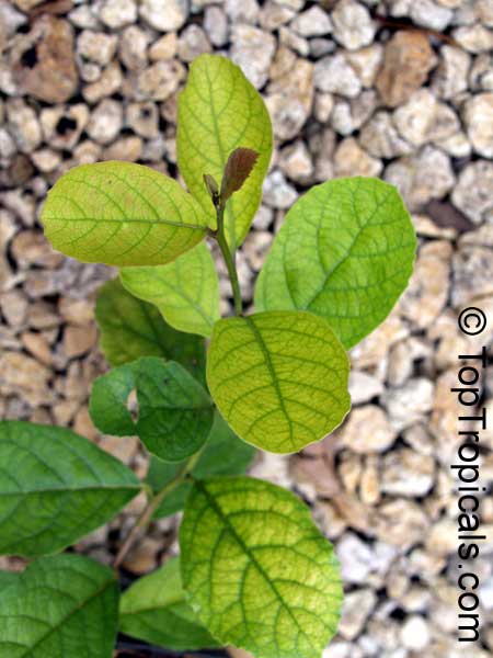 Ehretia sp., Puzzle bush. Ehretia amoena
