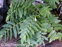 Phyllanthus mirabilis, Phyllanthodendron mirabilis, Dragon Wings, Buddhas Prayer, Namaste Plant

Click to see full-size image