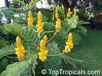 Senna alata, Cassia alata, Empress candle plant, Candle Bush, Carrion Crow Bush, Candlesticks

Click to see full-size image