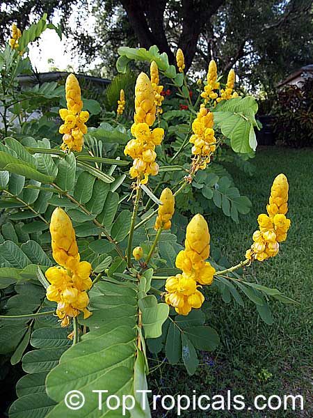 Senna (Cassia) alata - Empress Candle, Candelabra Plant