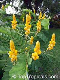 Senna alata, Cassia alata, Empress candle plant, Candle Bush, Carrion Crow Bush, Candlesticks

Click to see full-size image