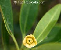 Illicium sp., False Anise, Anise Tree, Star Anise, Licorice

Click to see full-size image