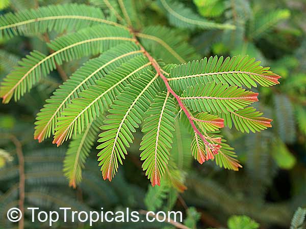 Emblica officinalis, Phyllanthus emblica, Indian Gooseberry, Emblic Myrobalan, Amla, Amalaki, Amloki