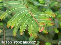 Emblica officinalis, Phyllanthus emblica, Indian Gooseberry, Emblic Myrobalan, Amla, Amalaki, Amloki

Click to see full-size image