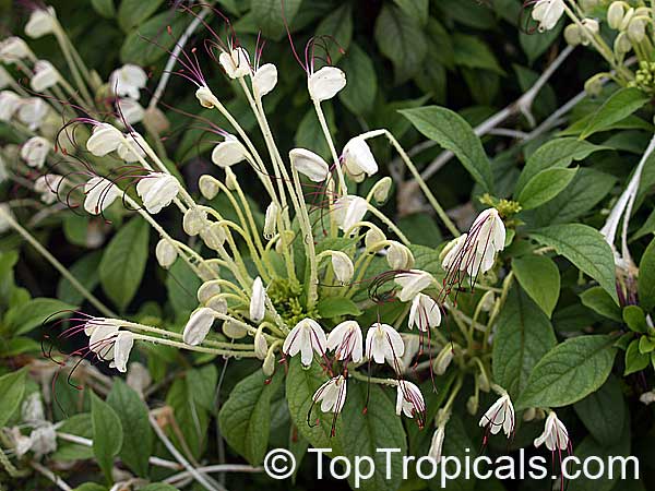 Rotheca microphylla, Clerodendrum incisum, Clerodendrum macrosiphon, Rotheca incisa, Rotheca incisafolia , Musical Note, Morning Kiss, Clerodendron, Witches Tongue