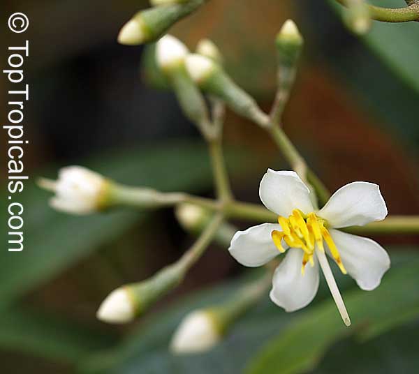 Tetrazygia bicolor, West Indian Lilac, Florida clover ash