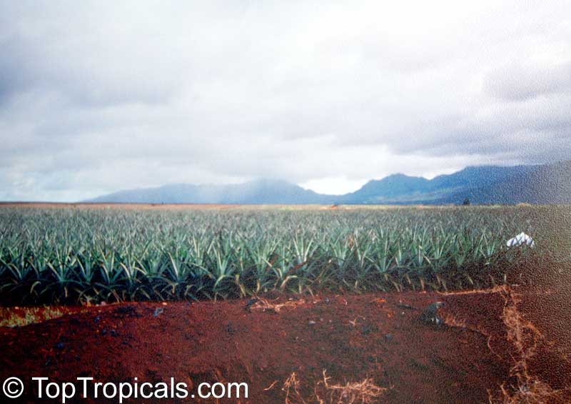 Ananas sp., Pineapple, Pina. Pineapple plantation in Hawaii