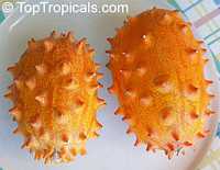 Cucumis metuliferus , African Horned Cucumber, Kiwano

Click to see full-size image