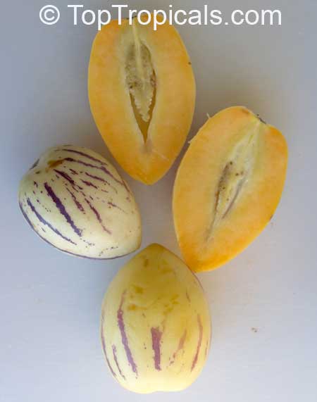 Solanum muricatum, Pepino Melon