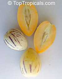 Solanum muricatum, Pepino Melon

Click to see full-size image