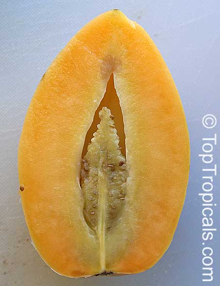 Solanum muricatum, Pepino Melon