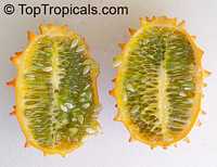 Cucumis metuliferus , African Horned Cucumber, Kiwano

Click to see full-size image
