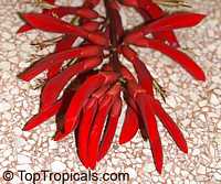 Erythrina sp., Coral Tree

Click to see full-size image