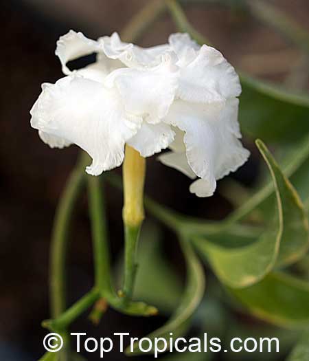 Tabernaemontana sp. variegata, Variegated Tabernaemontana. Tabernaemontana Silver Rain