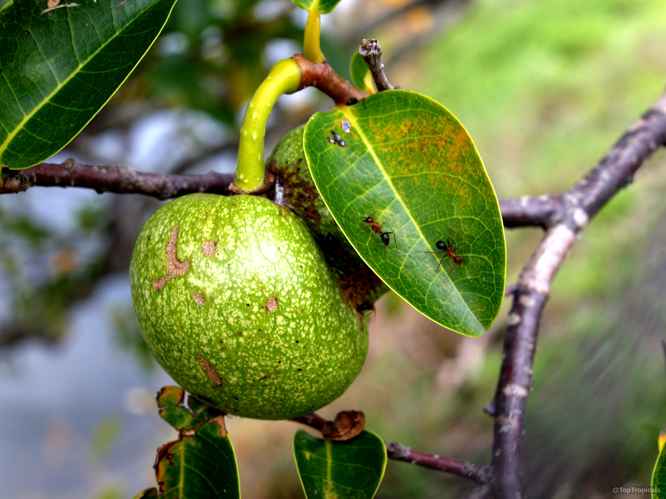 Annona glabra (Pond Apple) fruit hangs near a green leaf with ants moving along it. Annona glabra (Pond Apple) close up green fruit with ants crawling on nearby leaf.