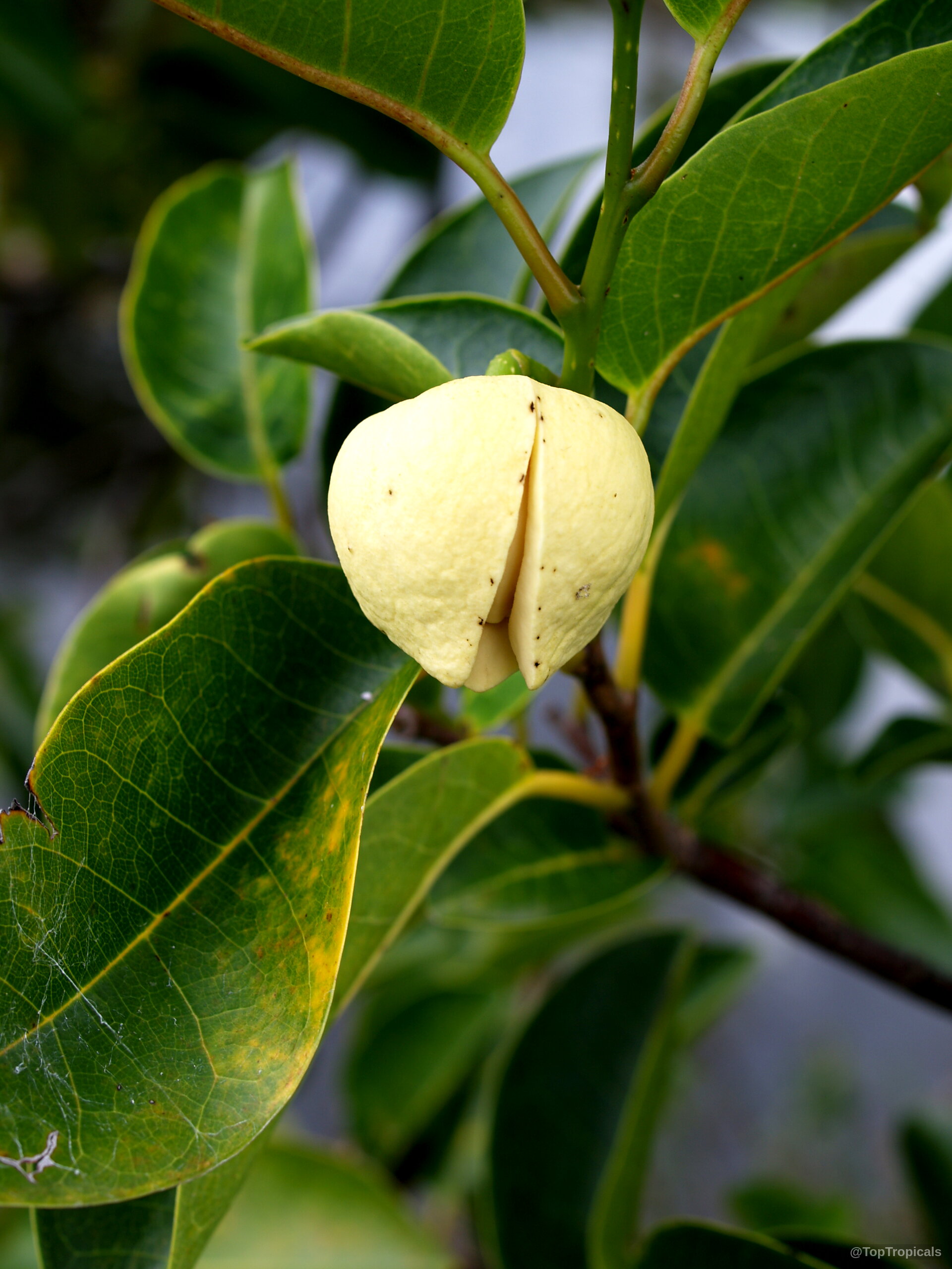 Annona glabra (Pond Apple) cream colored flower growing among oval shaped leaves on a woody branch Annona glabra (Pond Apple) cream colored flower close up on a thick green leaf branch