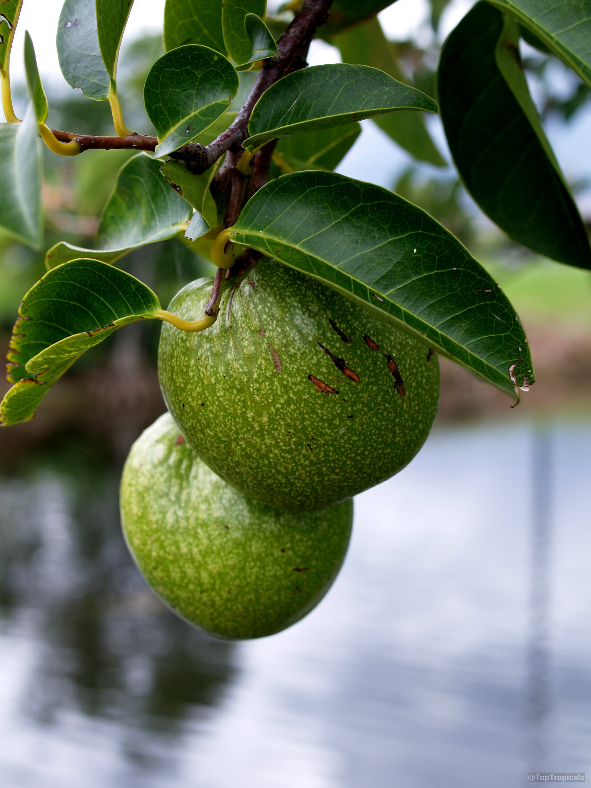 Annona glabra (Pond Apple) heavy round green fruit hanging from a woody branch near water. Annona glabra (Pond Apple) green fruit hanging from a branch in a close up view.