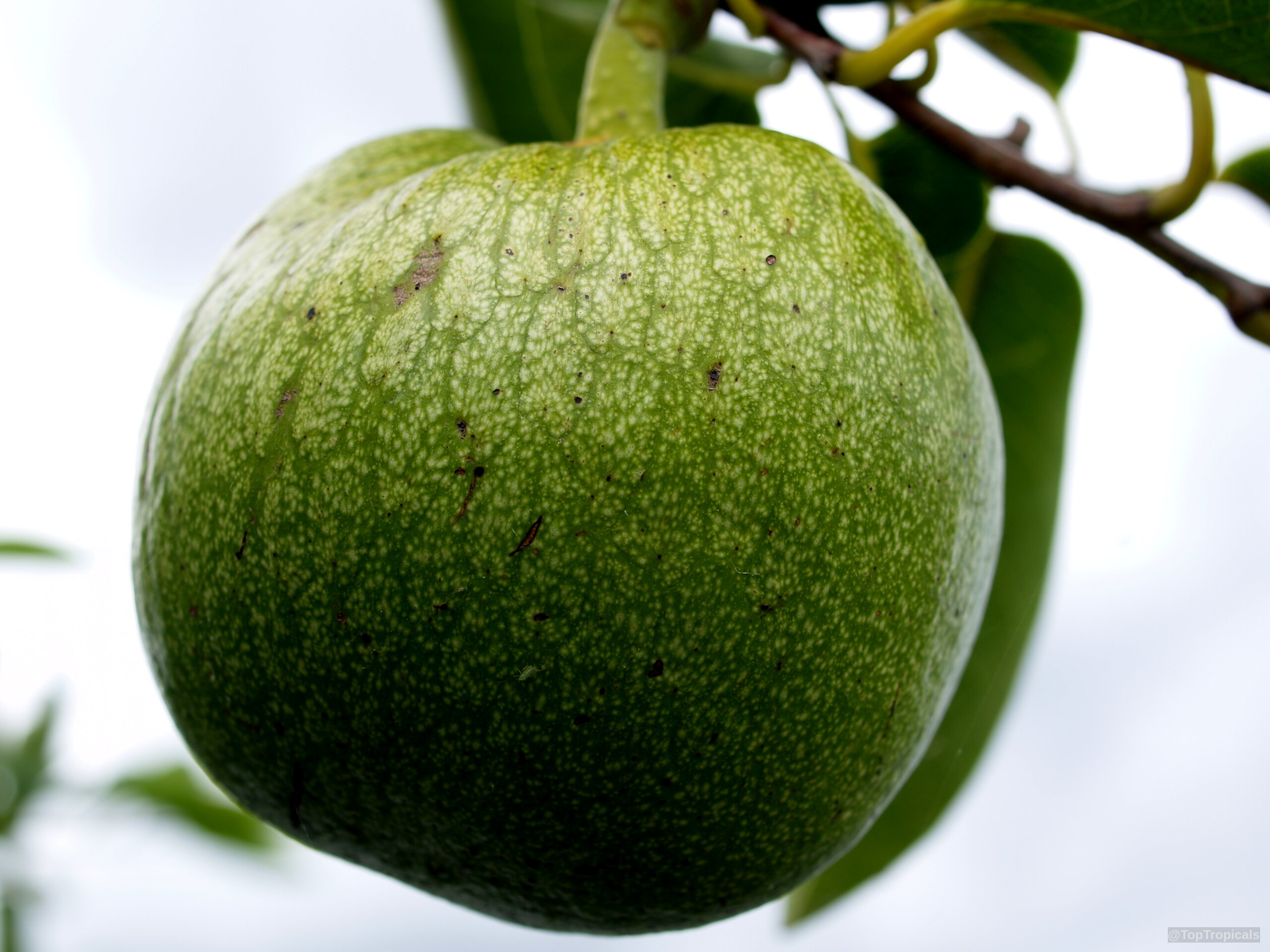 Annona glabra (Pond Apple) green fruit with spotted texture hanging from a branch Annona glabra (Pond Apple) green fruit hanging close up on a tree branch