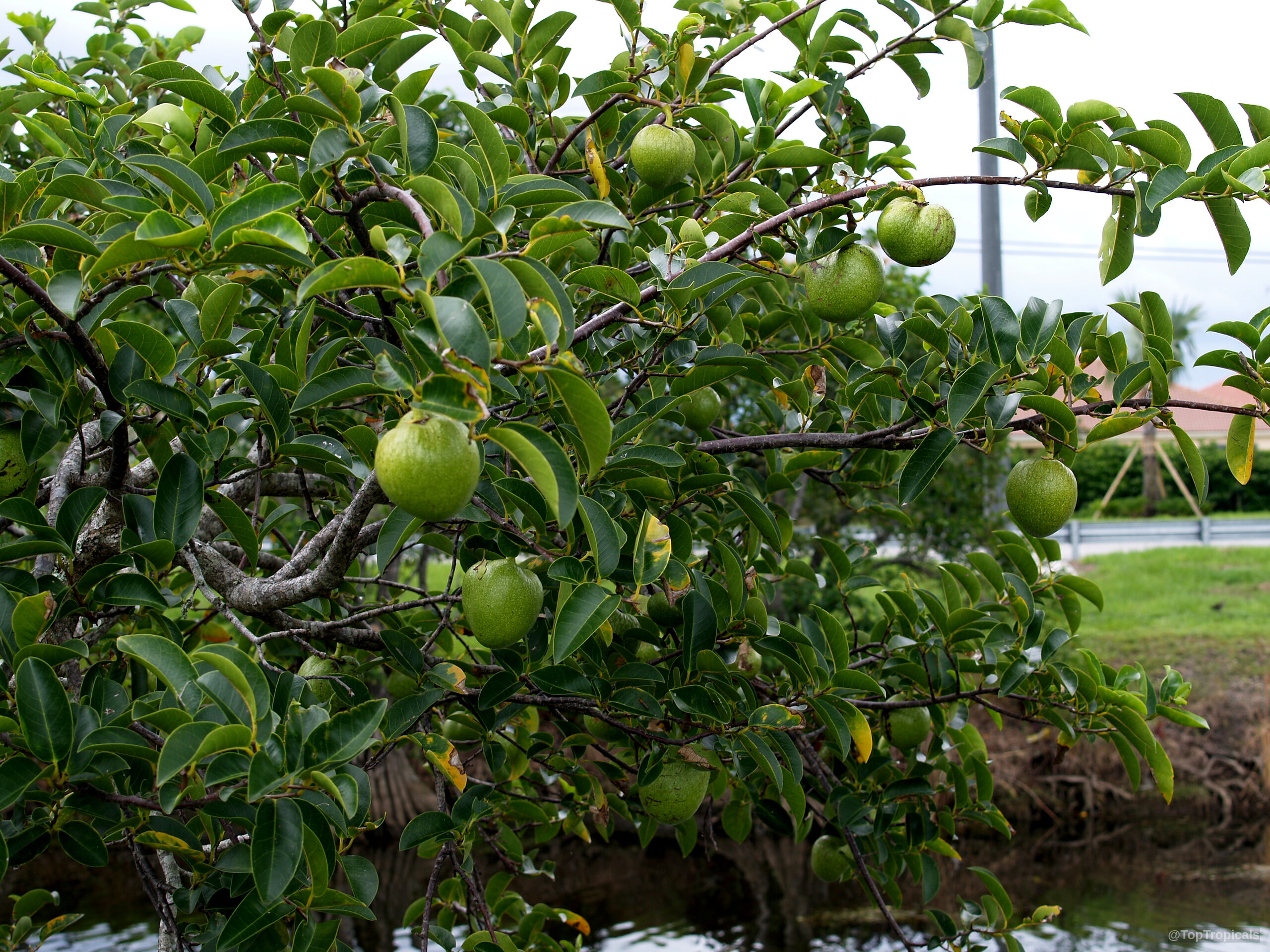 Annona glabra (Pond Apple) heavy with smooth round green fruit nestled within deep green leaves Annona glabra (Pond Apple) with round green fruit hanging among dense glossy foliage tree