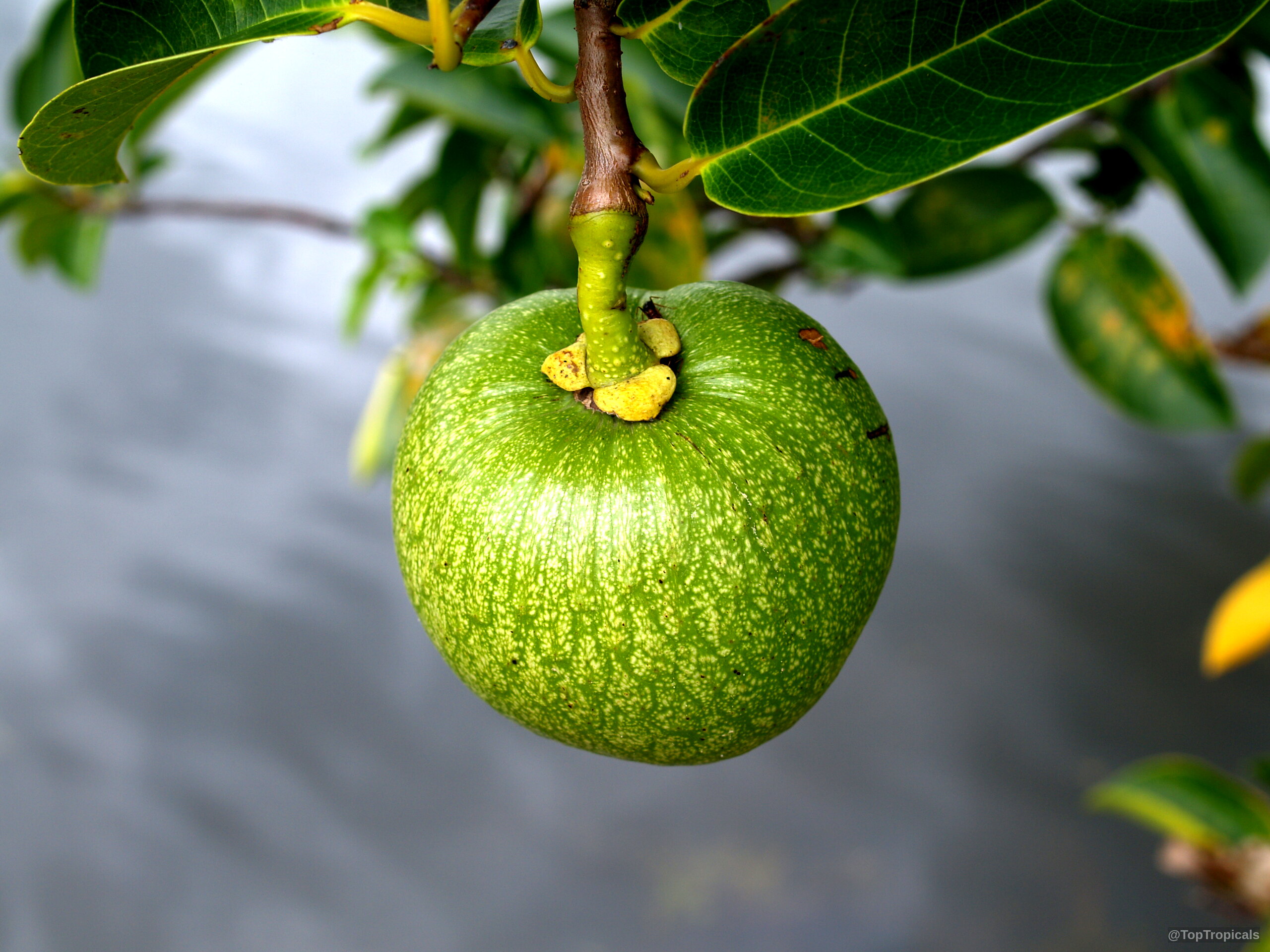 Annona glabra (Pond Apple) fruit dangling from a sturdy stem with thick green waxy leaves Annona glabra (Pond Apple) with round green fruit hanging on a branch close up