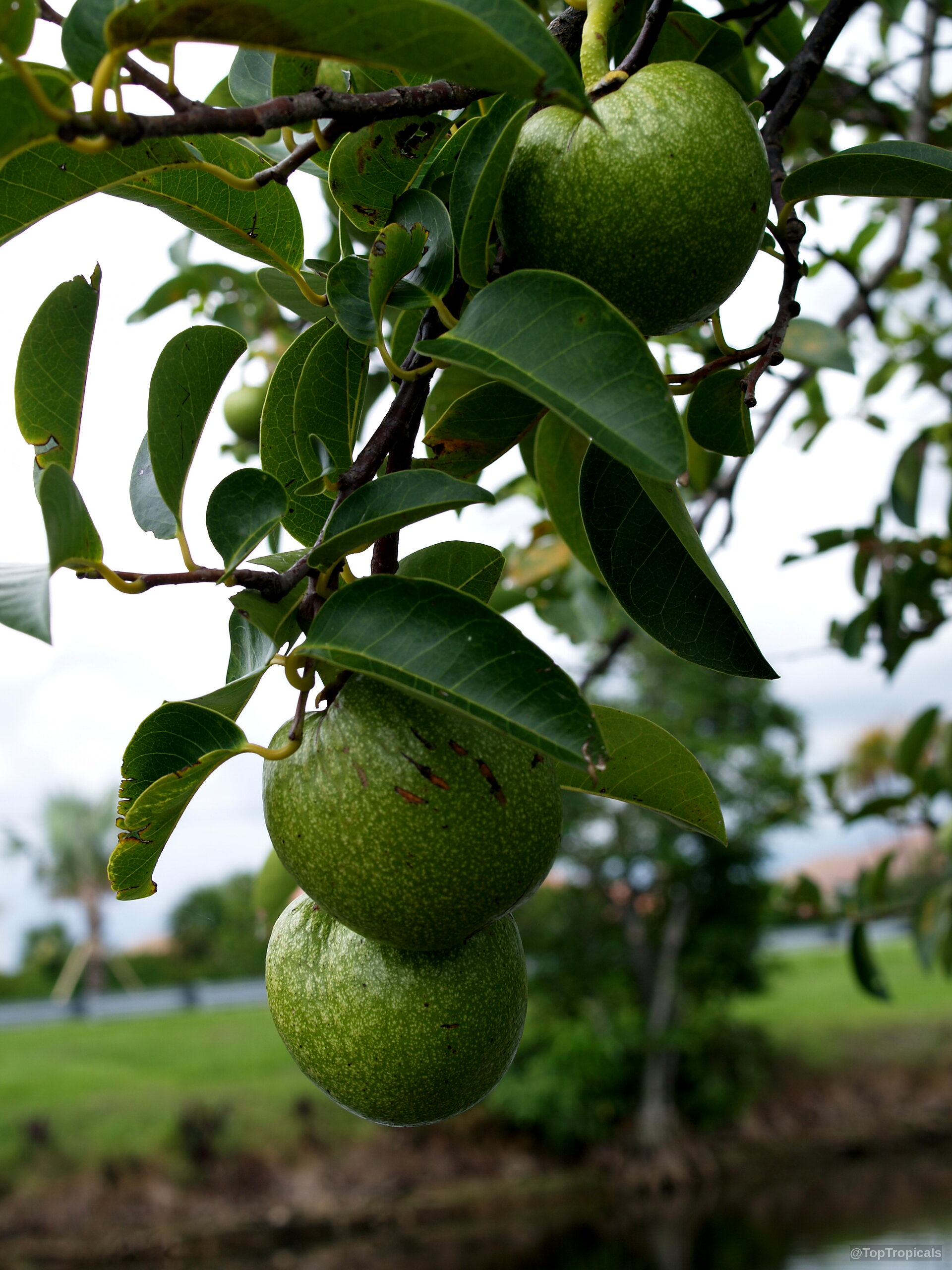 Annona glabra (Pond Apple) bearing round green fruit hanging from stems amidst dark foliage. Annona glabra (Pond Apple) with round green fruit hanging from branches in a close up.