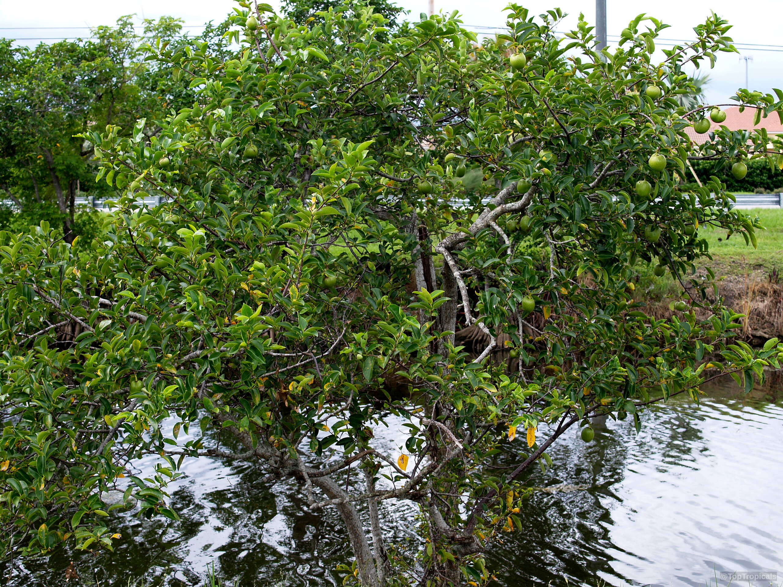 Annona glabra (Pond Apple) tree with green foliage and round fruit hanging above water Annona glabra (Pond Apple) tree with green leaves and round fruit over water